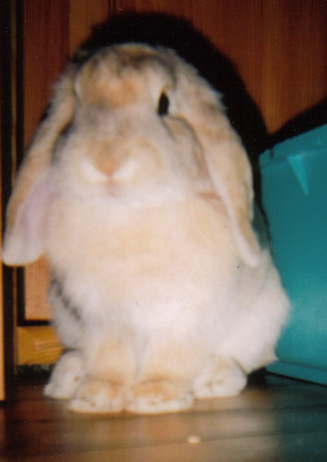 Adieu Tekila... Poutchy